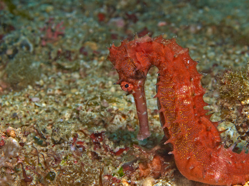 Seahorse, The Hill